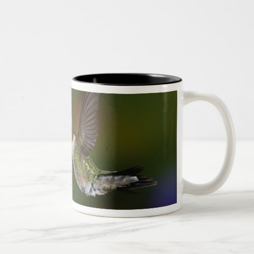 Male Ruby_throated Hummingbird feeding on Two_Tone Coffee Mug