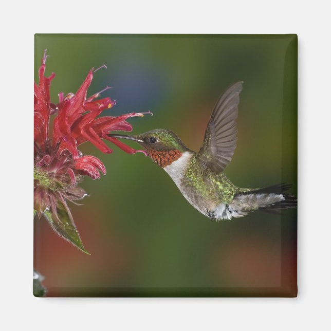 Male Ruby-throated Hummingbird Magnet (Front)