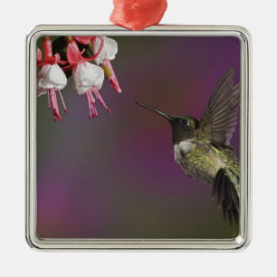 Male Ruby throated Hummingbird Metal Ornament