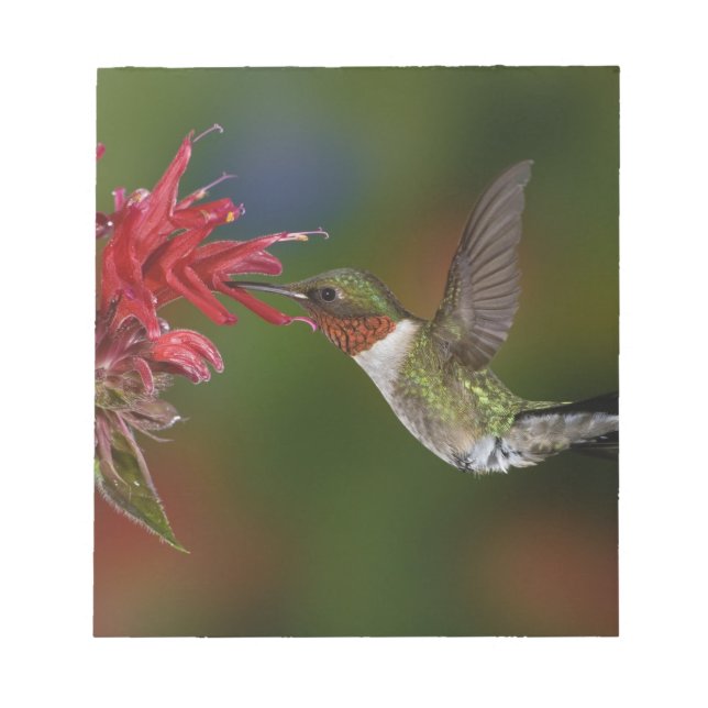 Male Ruby-throated Hummingbird Notepad (Front)