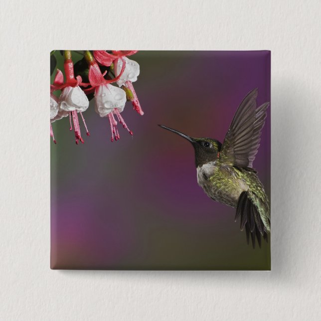 Male Ruby throated Hummingbird Pinback Button (Front)