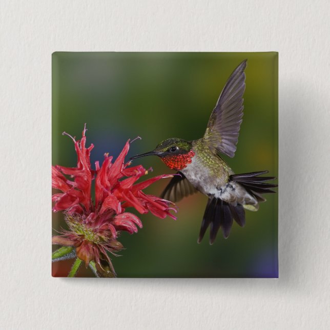 Male Ruby-throated Hummingbird Pinback Button (Front)