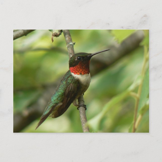 Male Ruby-throated Hummingbird Postcard. Postcard (Front)