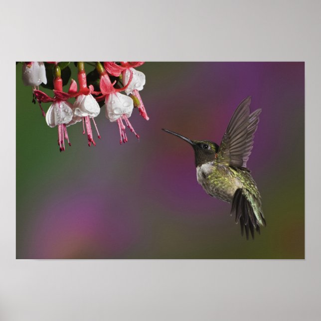 Male Ruby throated Hummingbird Poster (Front)