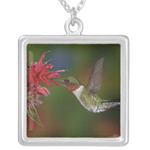 Male Ruby-throated Hummingbird Silver Plated Necklace