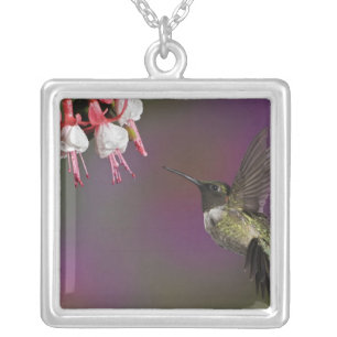 Male Ruby throated Hummingbird Silver Plated Necklace