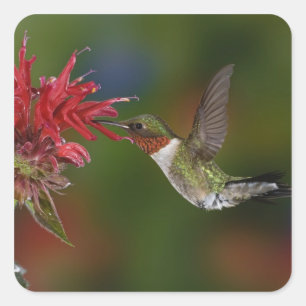 Male Ruby-throated Hummingbird Square Sticker