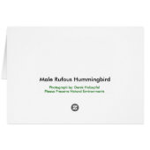 Male Rufous Hummingbird - Cards (Back Horizontal)