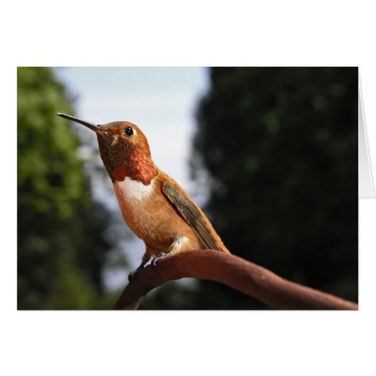 Male Rufous Hummingbird - Cards (Front Horizontal)
