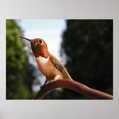 Male Rufous Hummingbird _ Fine Art Prints