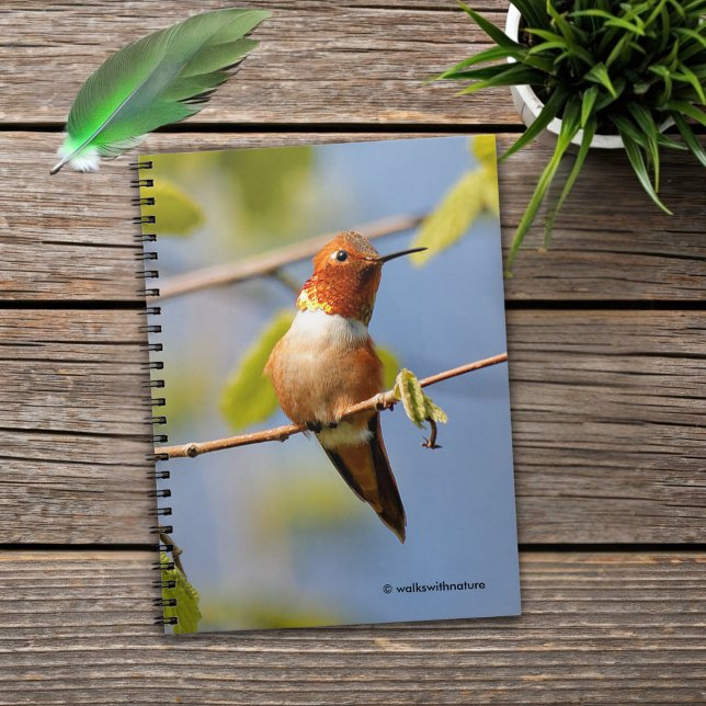 Male Rufous Hummingbird in the Summer Sun Notebook (Rufous Hummingbird in the Summer Sun Journal Cover Photo)