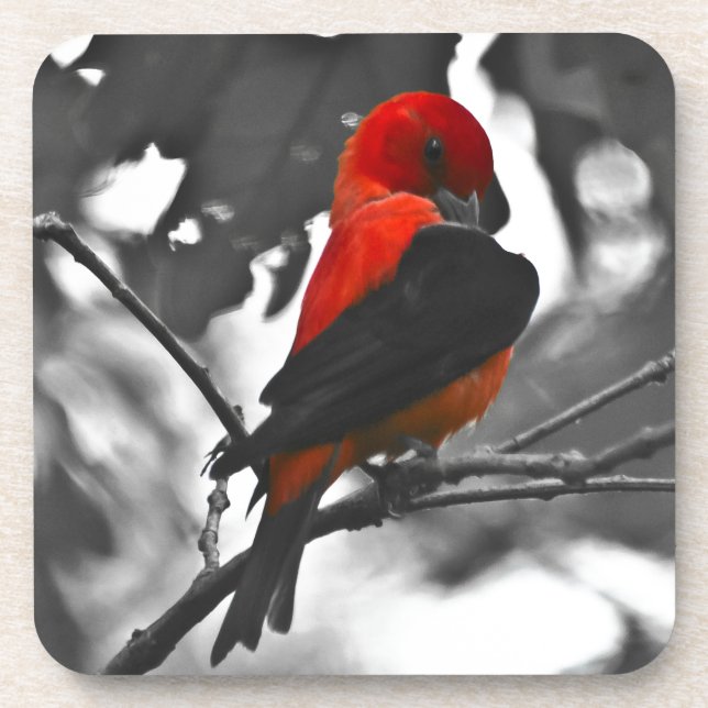 Male Scarlet Tanager Beverage Coaster (Front)