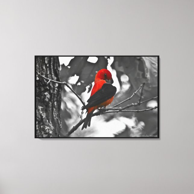 Male Scarlet Tanager Canvas Print (Front)