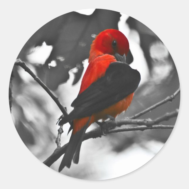 Male Scarlet Tanager Classic Round Sticker (Front)