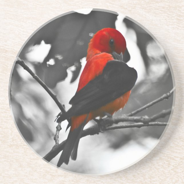Male Scarlet Tanager Drink Coaster (Front)