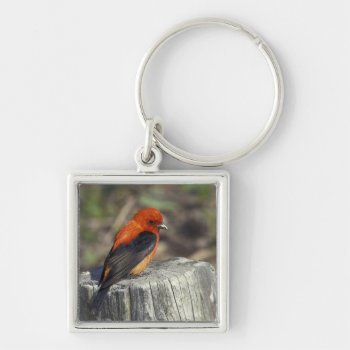 Male Scarlet Tanager In Breeding Plumage Keychain by theworldofanimals at Zazzle