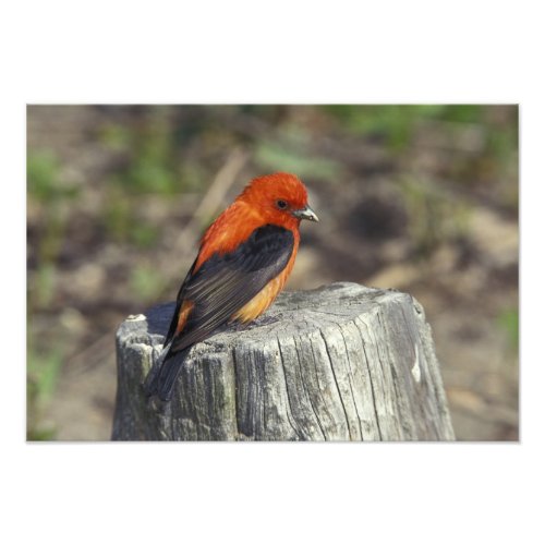 Male Scarlet Tanager in breeding plumage Photo Print