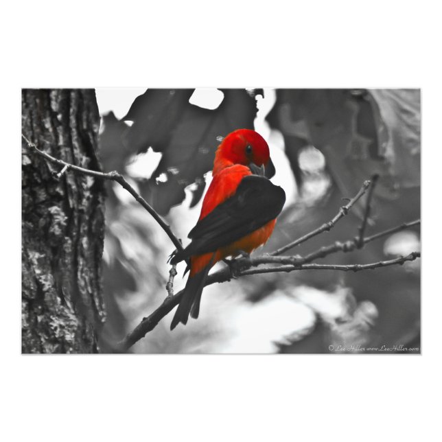 Male Scarlet Tanager Photo Print (Front)