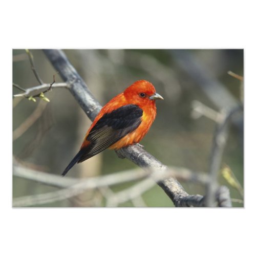 Male Scarlet Tanager Piranga olivacea Photo Print