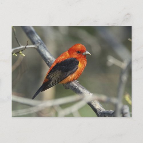 Male Scarlet Tanager Piranga olivacea Postcard