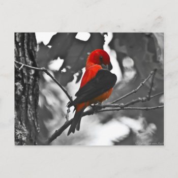 Male Scarlet Tanager Postcard by leehillerloveadvice at Zazzle