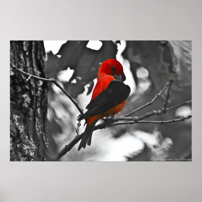 Male Scarlet Tanager Poster (Front)