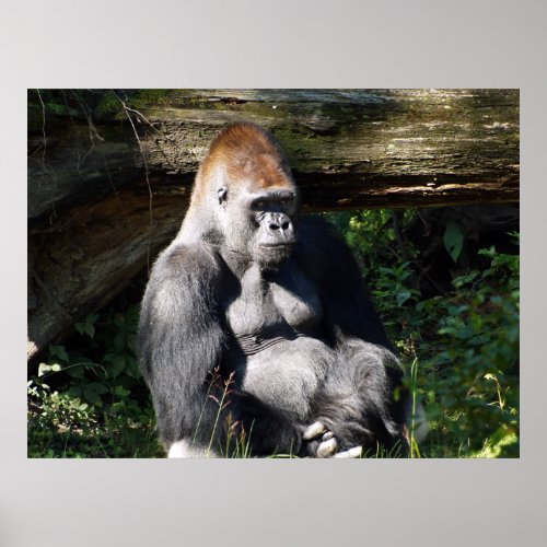 Male Silver_back Gorilla Poster