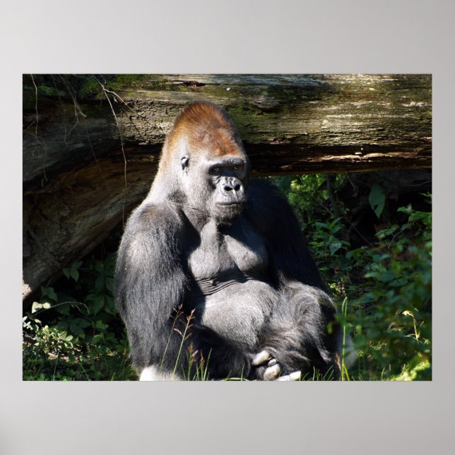 Male Silver-back Gorilla Poster (Front)