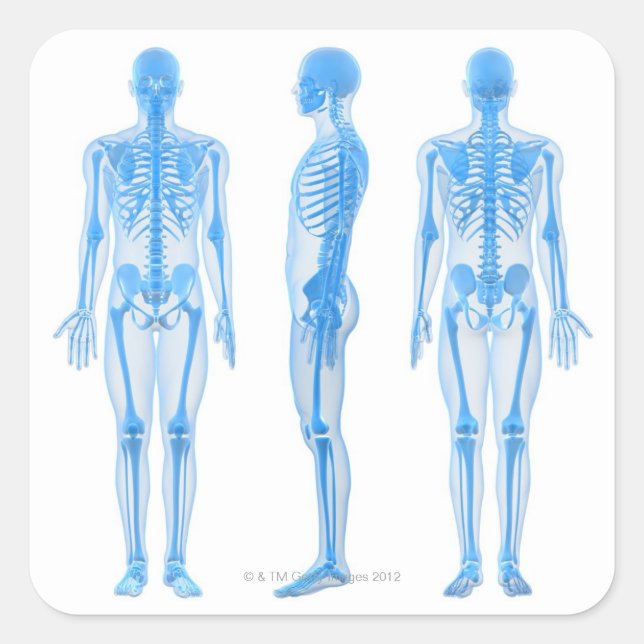 Male Skeleton Square Sticker (Front)