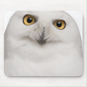 Male Snowy Owl (Bubo scandiacus) is a large owl Mouse Pad
