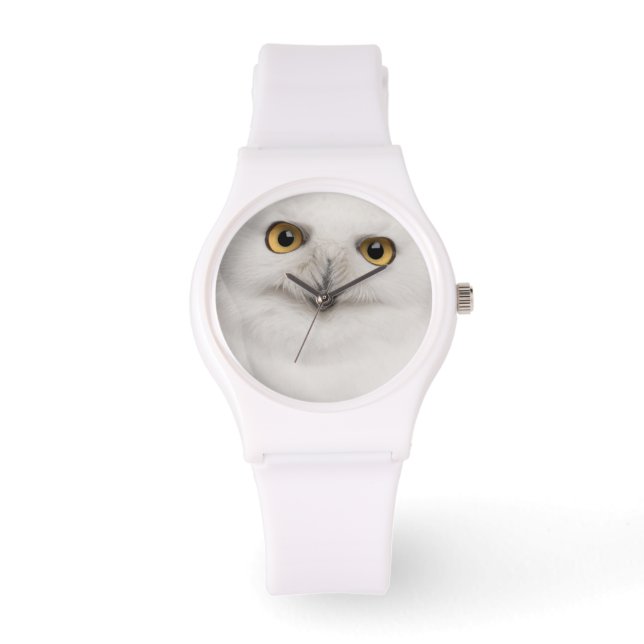 Male Snowy Owl (Bubo scandiacus) is a large owl Watch (Front)