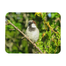Male Sparrow in Summer Magnet