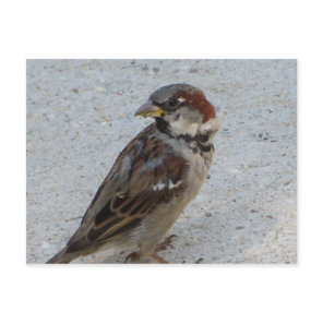Male Sparrow Postcard