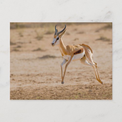 Male Springbok Antidorcas Marsupialis Jumping Postcard