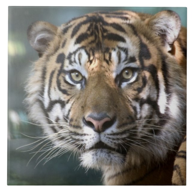 Male Sumatran Tiger (Panthera tigris sumatrae) Tile (Front)