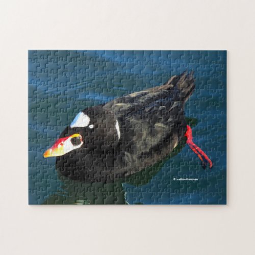 Male Surf Scoter Duck at the Pier Jigsaw Puzzle
