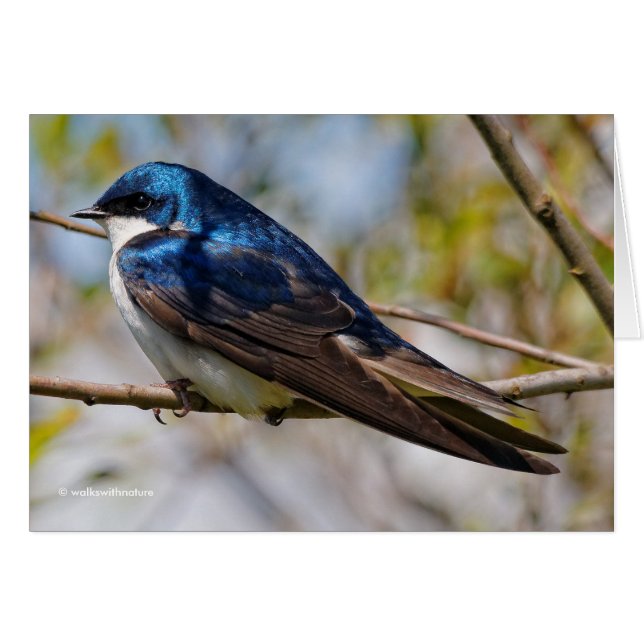 Male Tree Swallow on a Tree Cards (Front Horizontal)