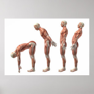 Male trunk flexion, extension & hyperextension poster