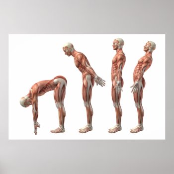 Male Trunk Flexion  Extension & Hyperextension Poster by Kjpargeter at Zazzle
