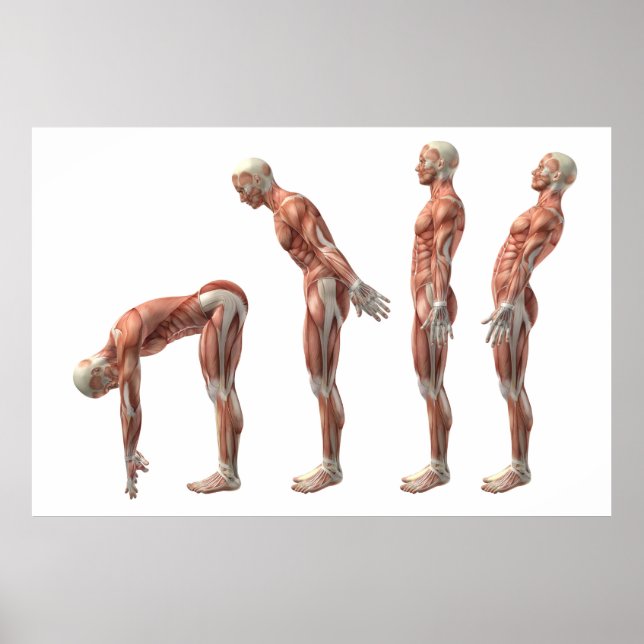 Male trunk flexion, extension & hyperextension poster (Front)