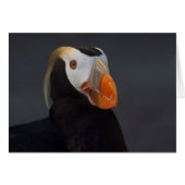 Male Tufted Puffin in Breeding Plumage (Front Horizontal)