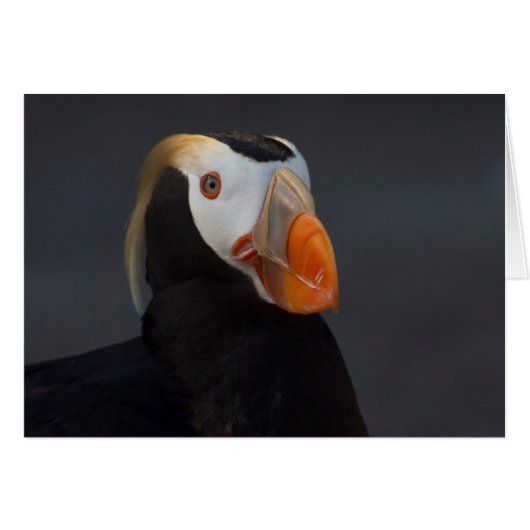 Male Tufted Puffin in Breeding Plumage (Front Horizontal)