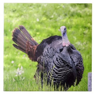 Male Turkey Close Up 