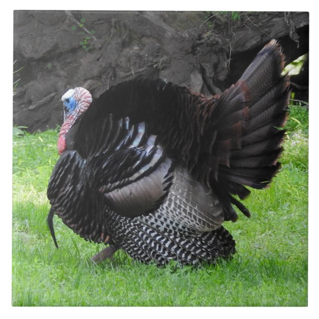 Male Turkey Displaying Tail Feathers Close Up  Ceramic Tile (Front)