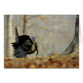Male turkey strutting, Illinois (Front Horizontal)