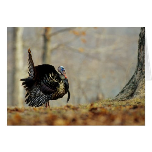 Male turkey strutting Illinois