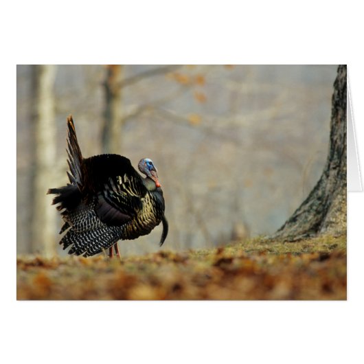Male turkey strutting, Illinois Cards (Front Horizontal)