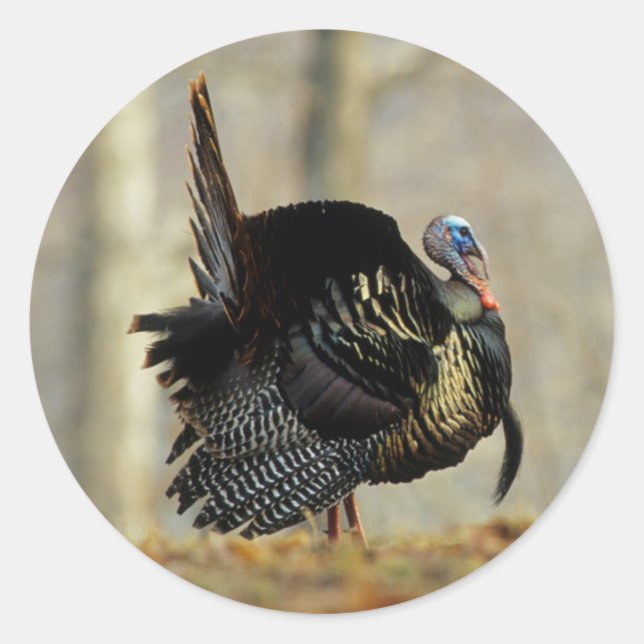 Male turkey strutting, Illinois Classic Round Sticker (Front)
