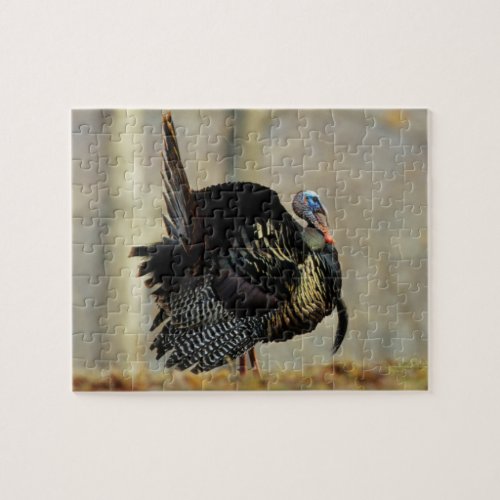 Male turkey strutting Illinois Jigsaw Puzzle