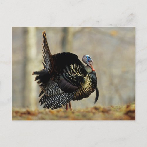 Male turkey strutting Illinois Postcard